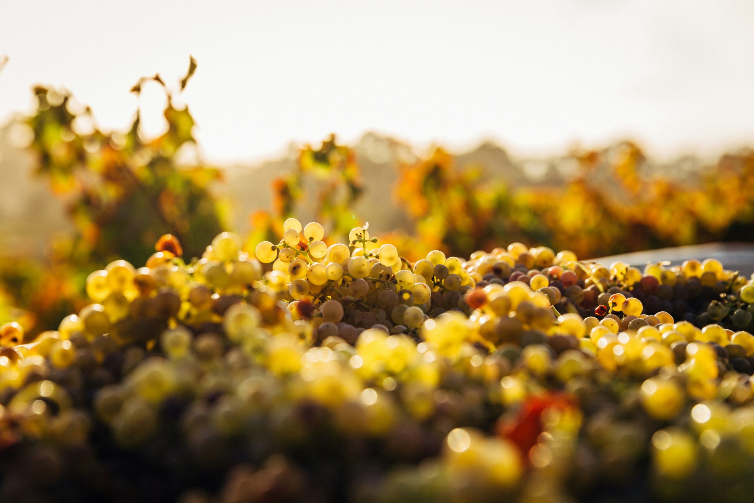 Premier Cru Chablis