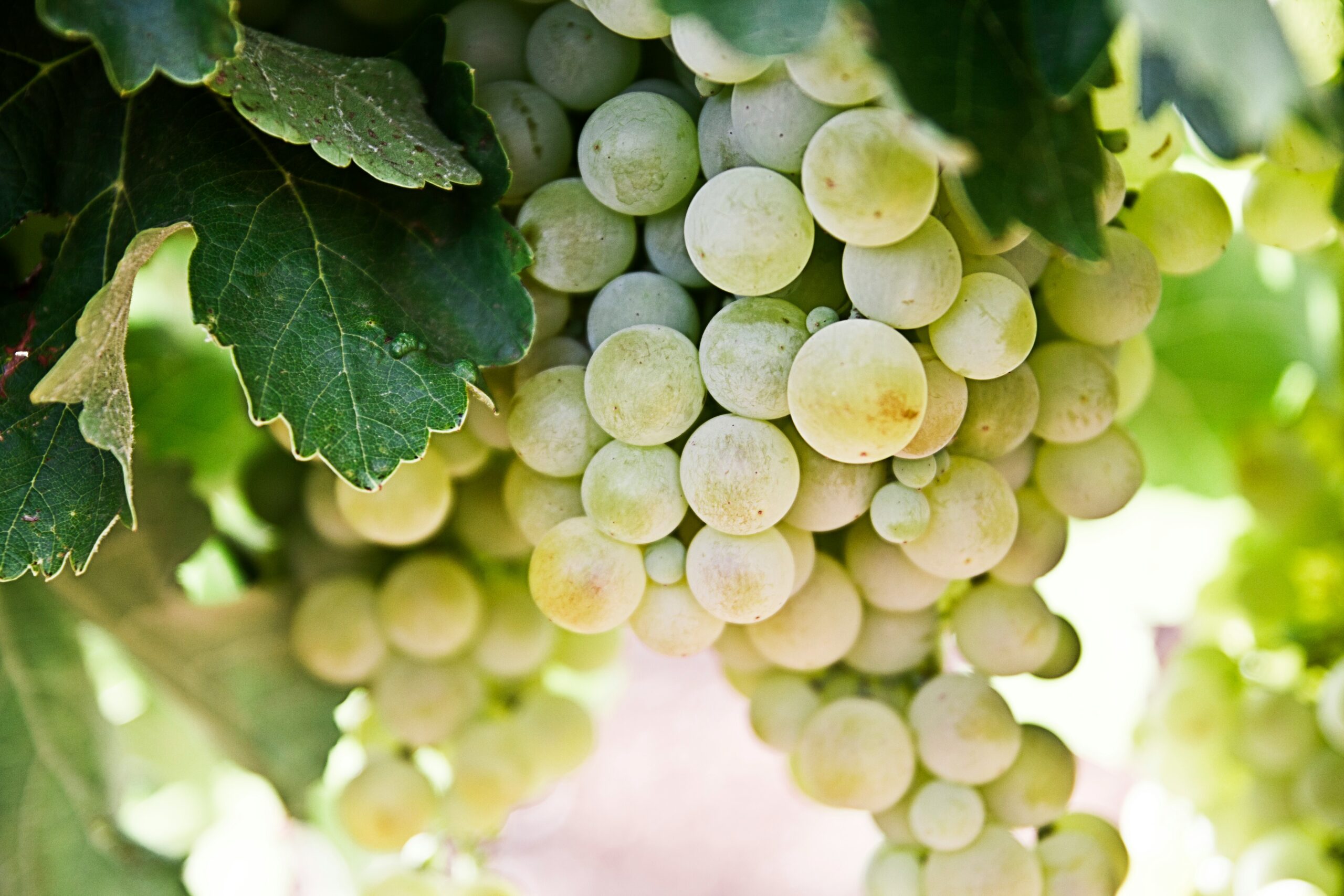 Chablis wijn kopen