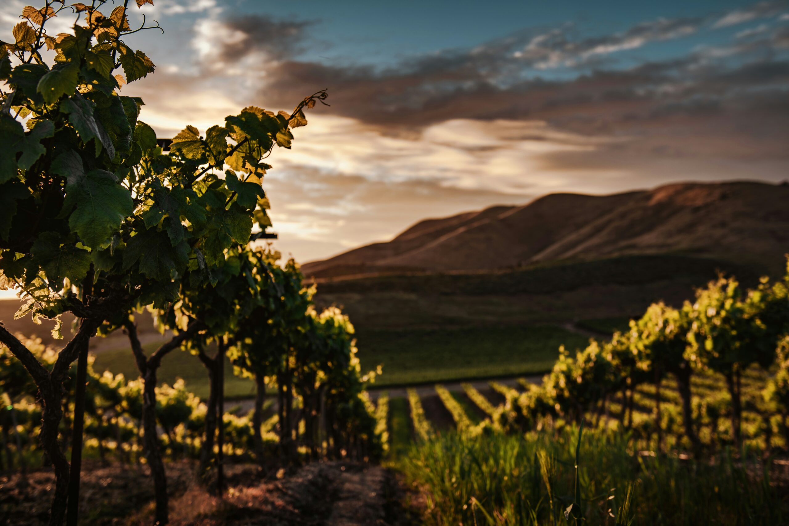 Grand Cru Chablis